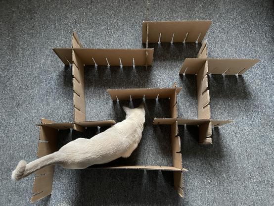 one cat eating a dreamy in a 