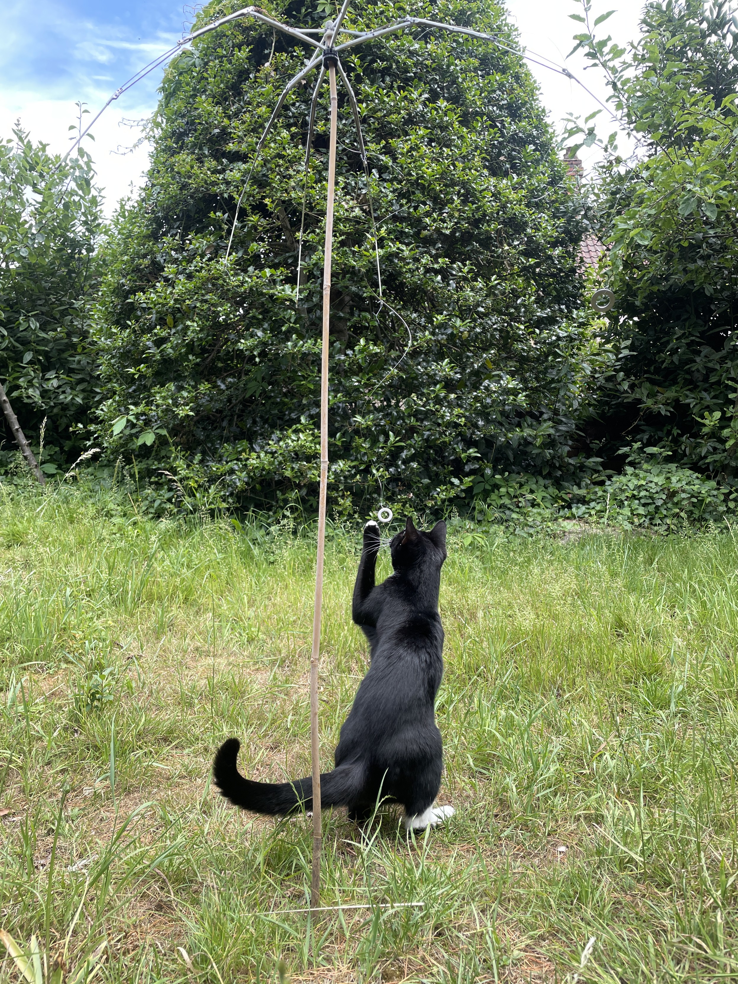half an umbrella on a garden cane in a garden with weighted stainless steel wire threaded through it. A black and white cat is playing with it.