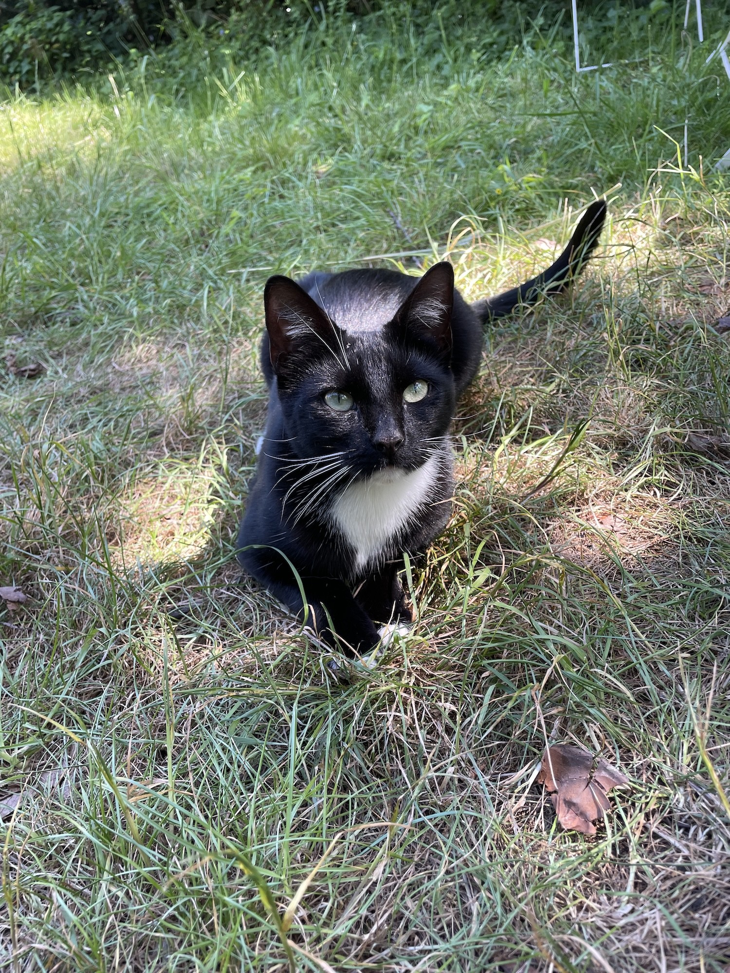 A mosly black cat with a white bib and whiskers, sitting on patched grass, looking at me (not the camera)